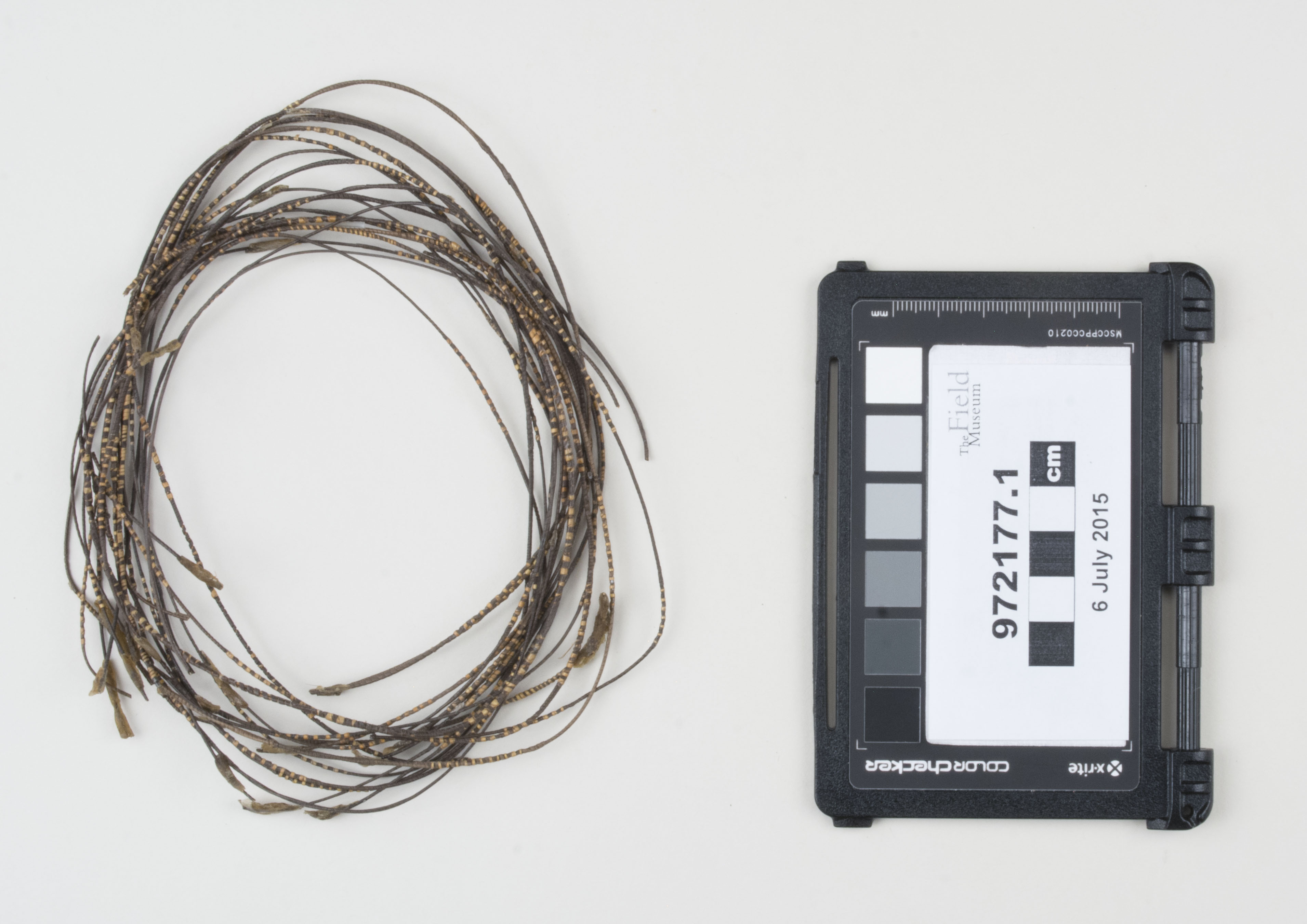 Top view (c) Field Museum of Natural History - CC BY-NC 4.0