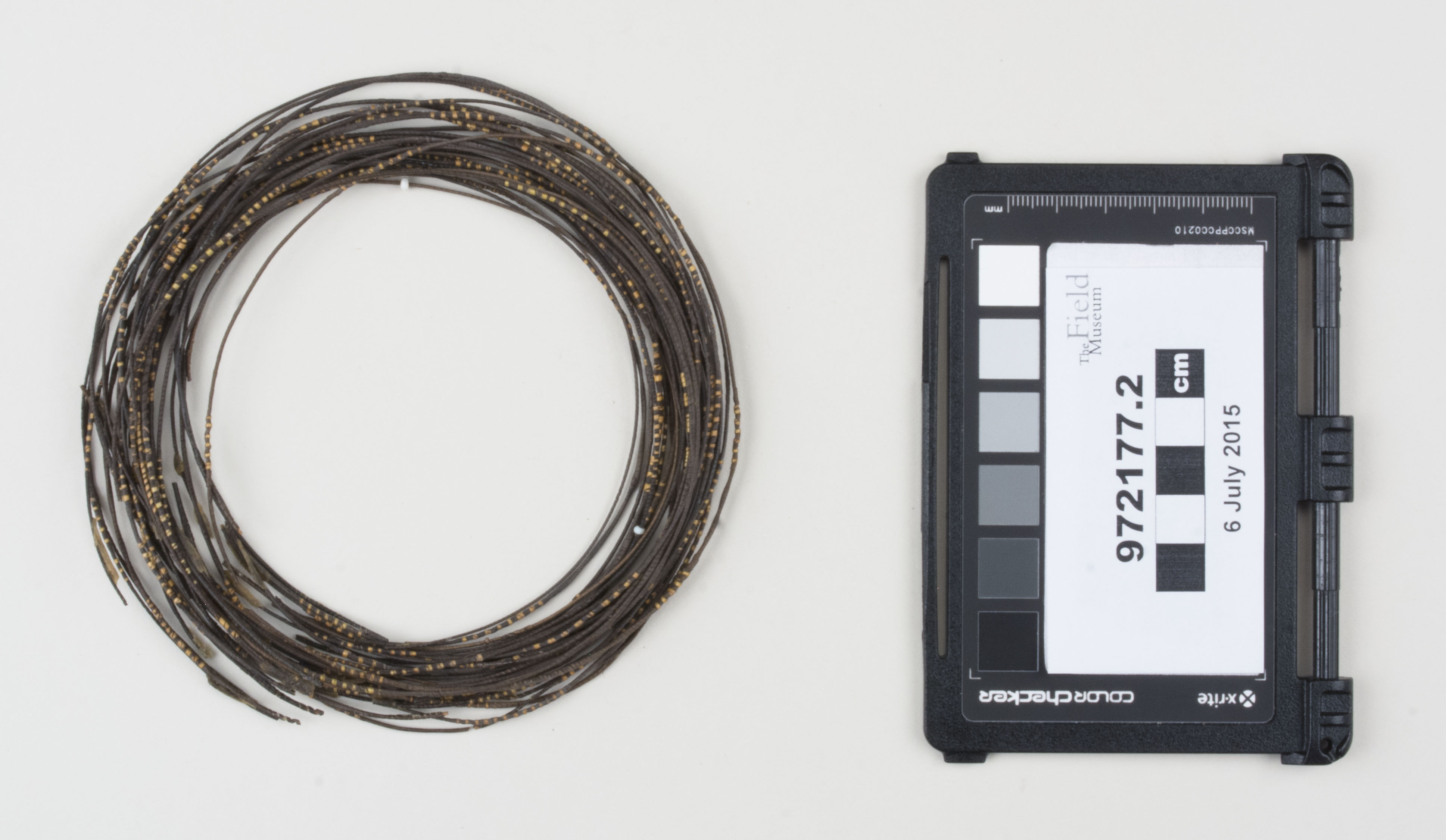 Top view (c) Field Museum of Natural History - CC BY-NC 4.0