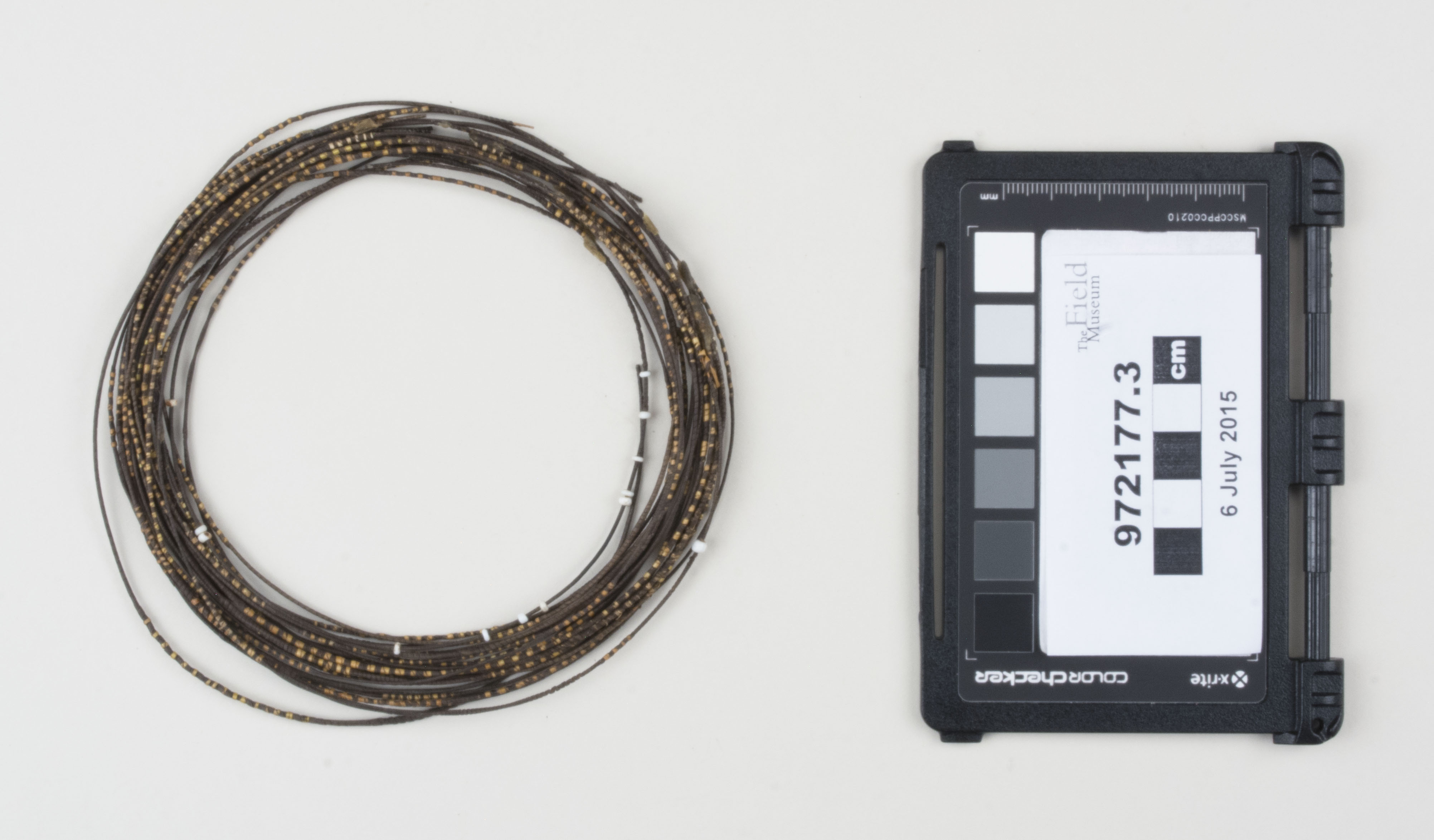 Top view (c) Field Museum of Natural History - CC BY-NC 4.0