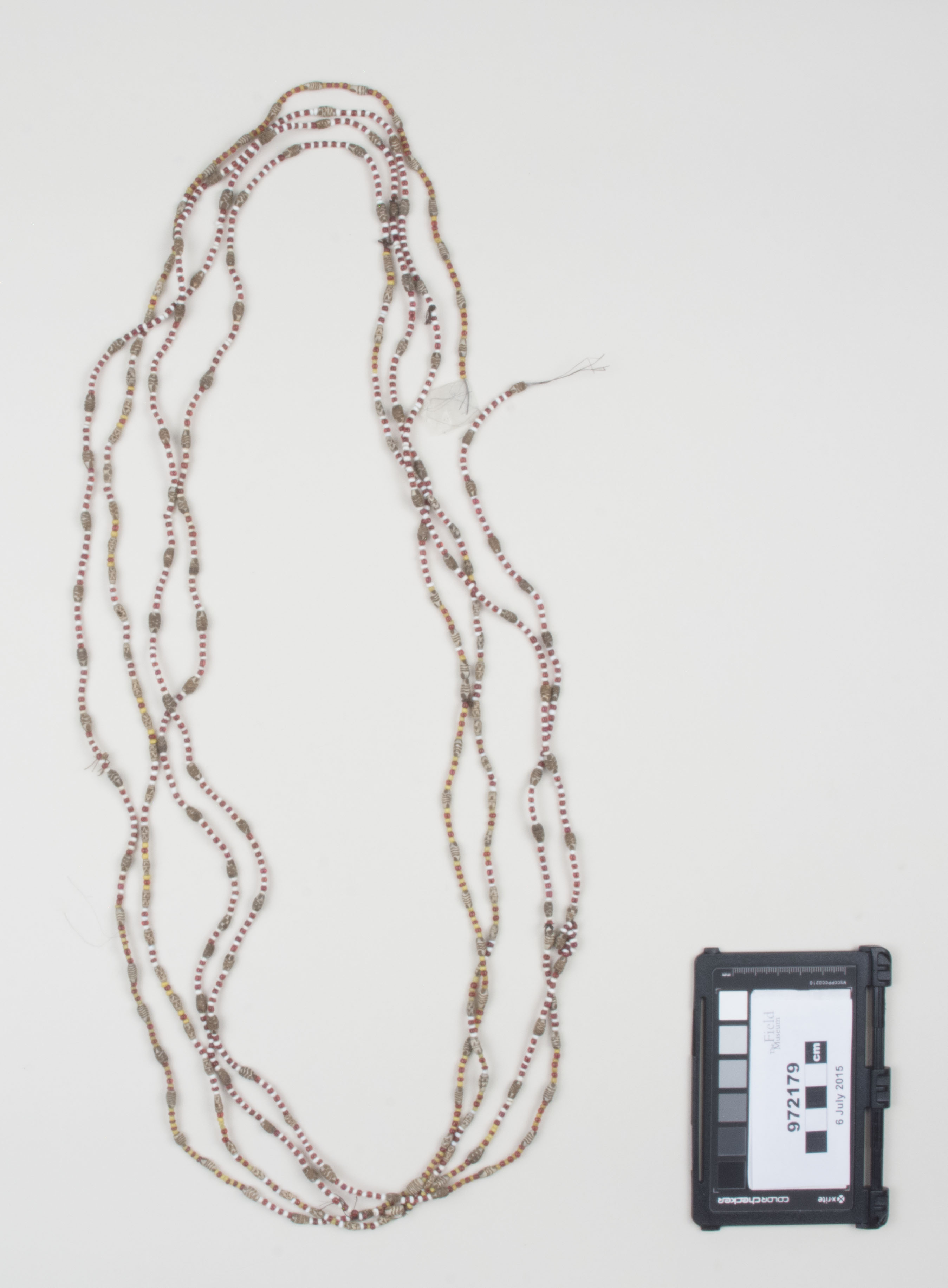 Top view (c) Field Museum of Natural History - CC BY-NC 4.0