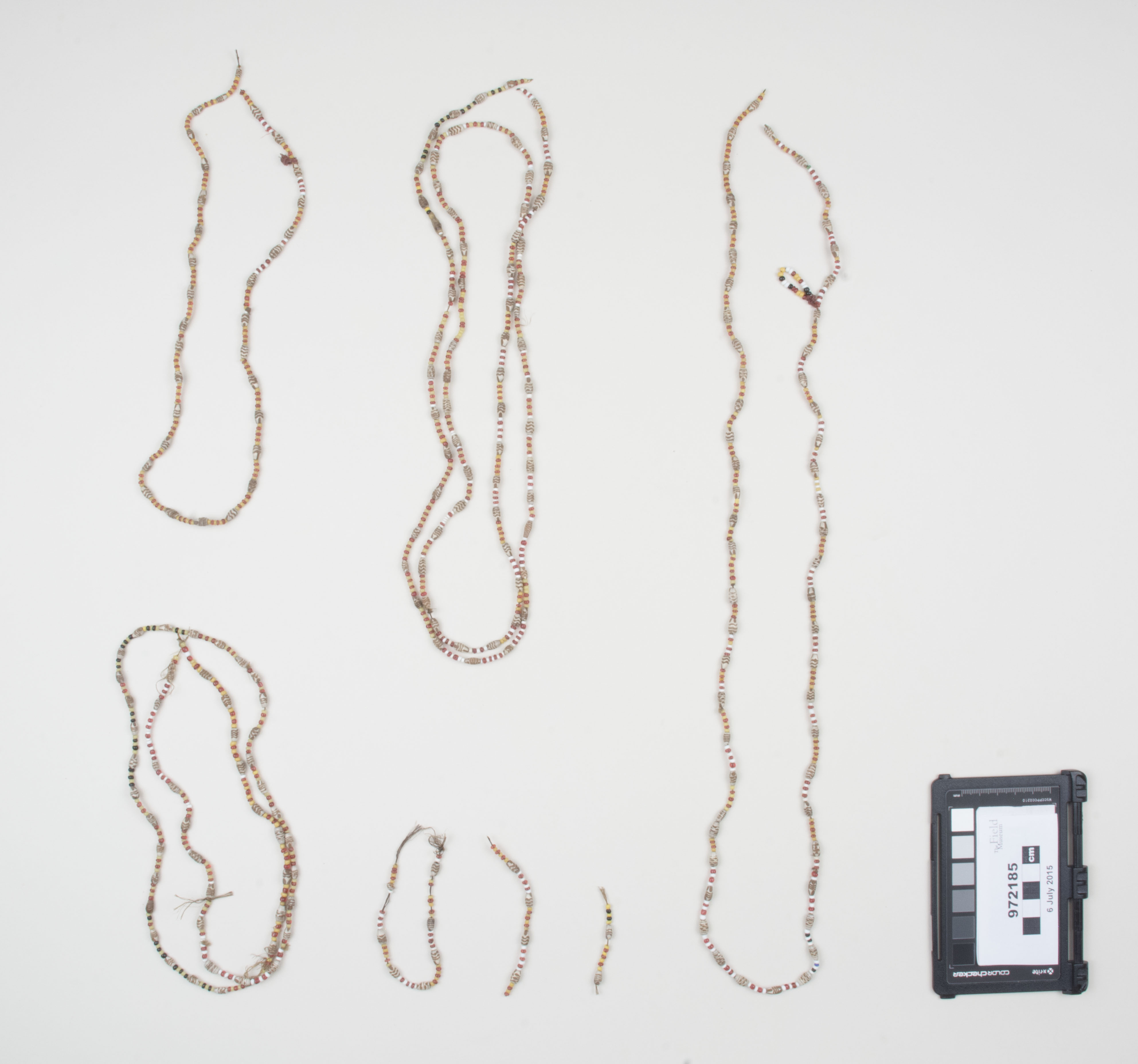 Top view (c) Field Museum of Natural History - CC BY-NC 4.0