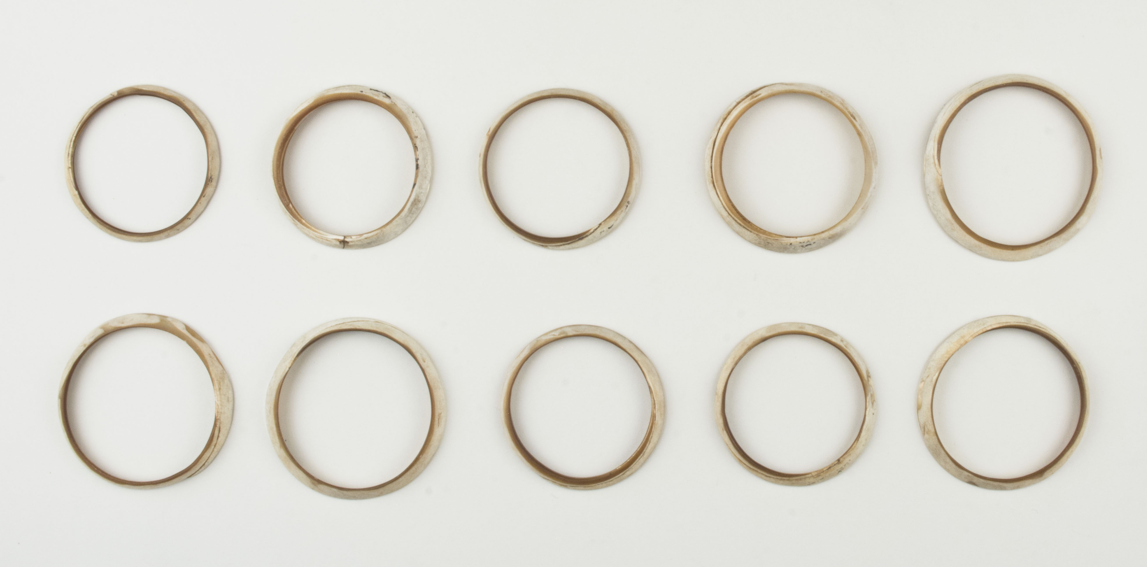 Top view without scale (c) Field Museum of Natural History - CC BY-NC 4.0