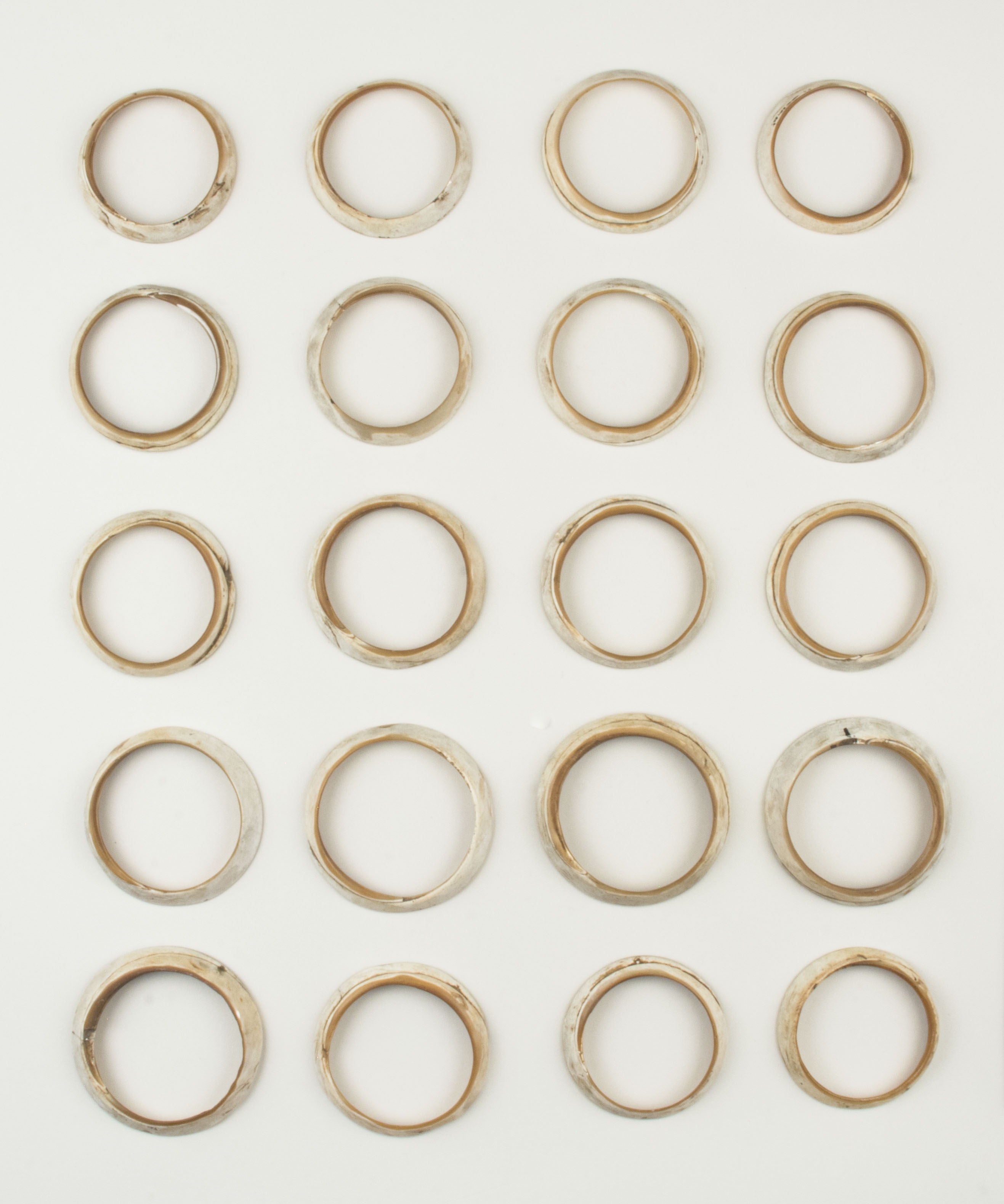 Top view without scale (c) Field Museum of Natural History - CC BY-NC 4.0