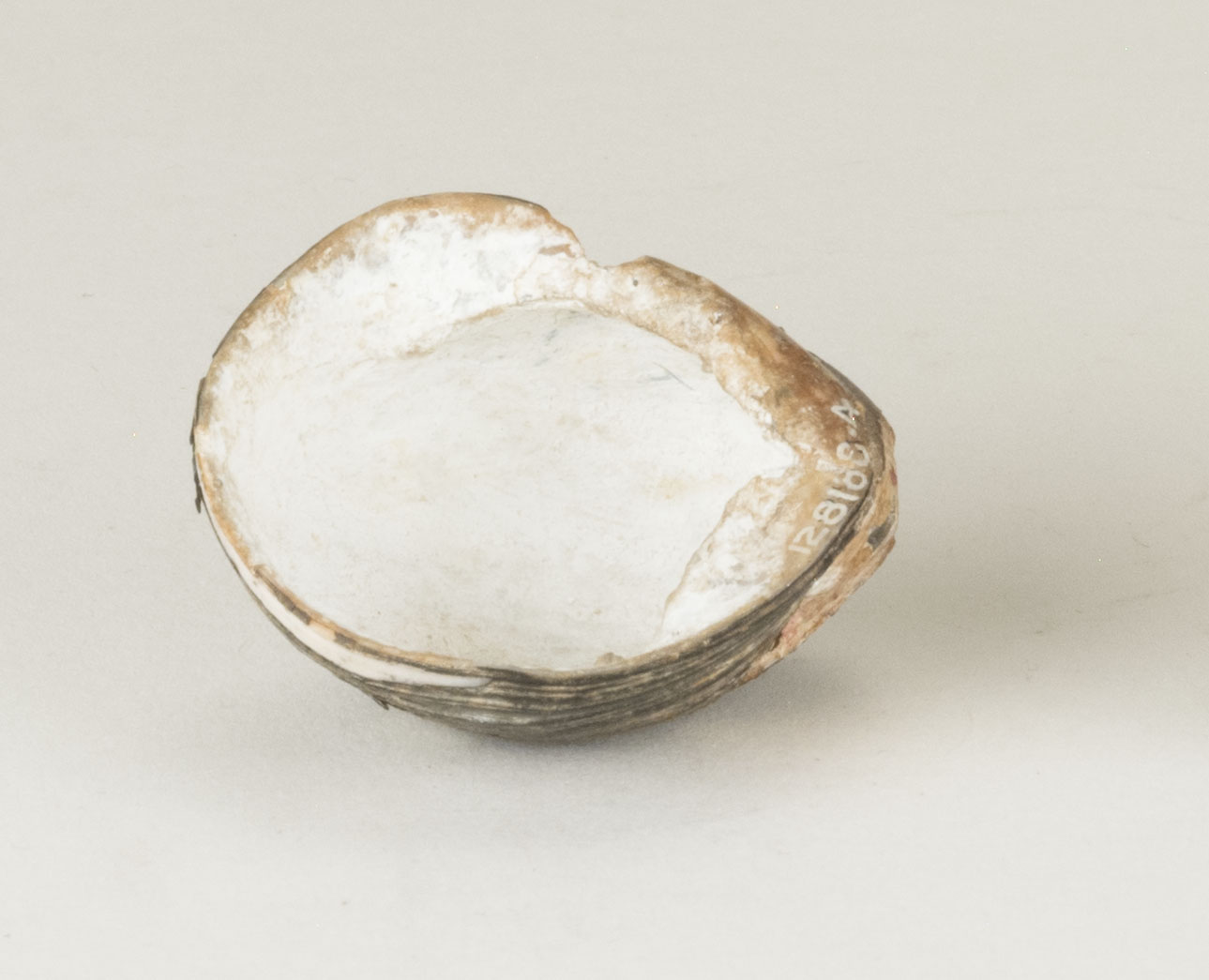 Front view without scale (c) Field Museum of Natural History - CC BY-NC 4.0