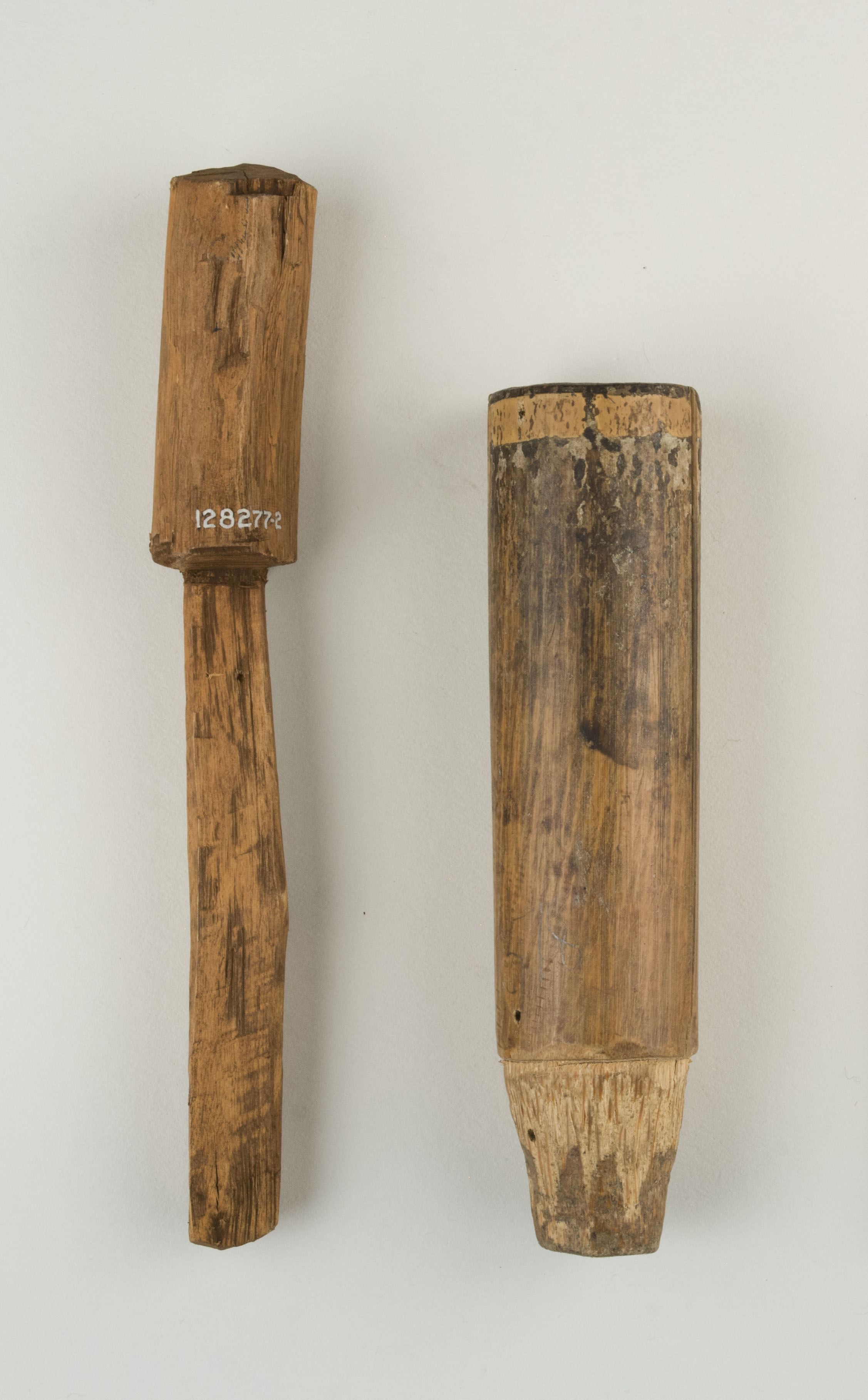 Top view without scale (c) Field Museum of Natural History - CC BY-NC 4.0