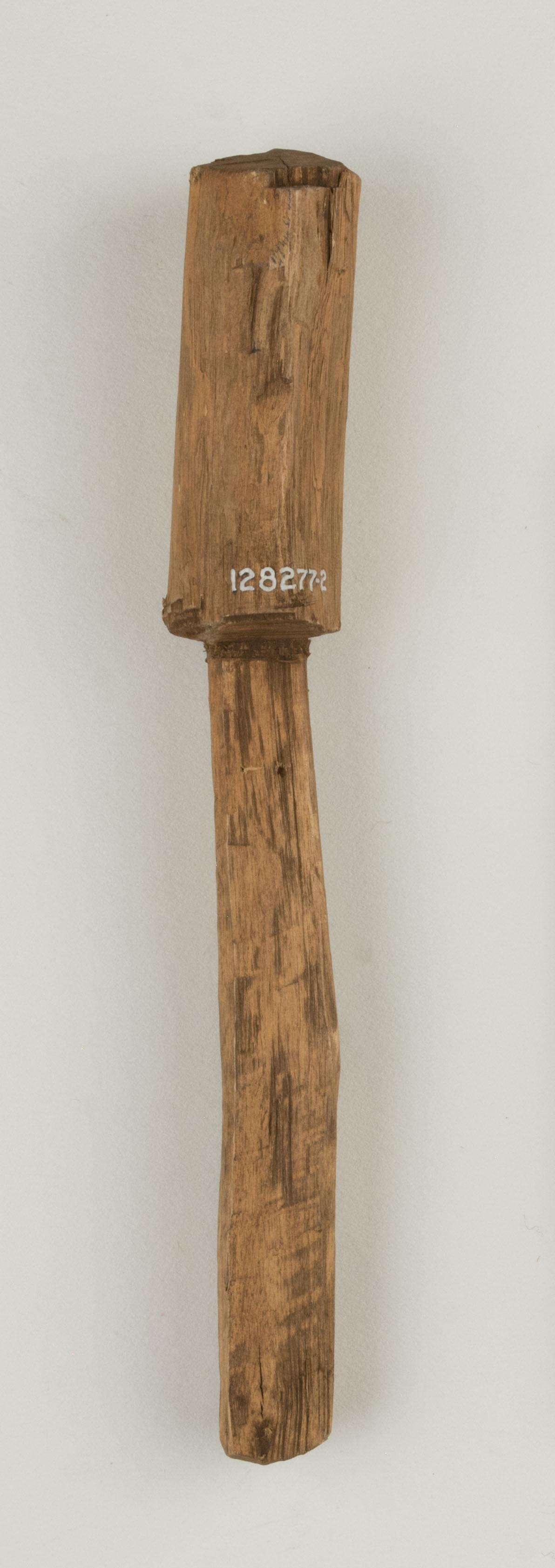 Top view without scale (c) Field Museum of Natural History - CC BY-NC 4.0