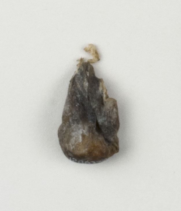 Top view without scale (c) Field Museum of Natural History - CC BY-NC 4.0