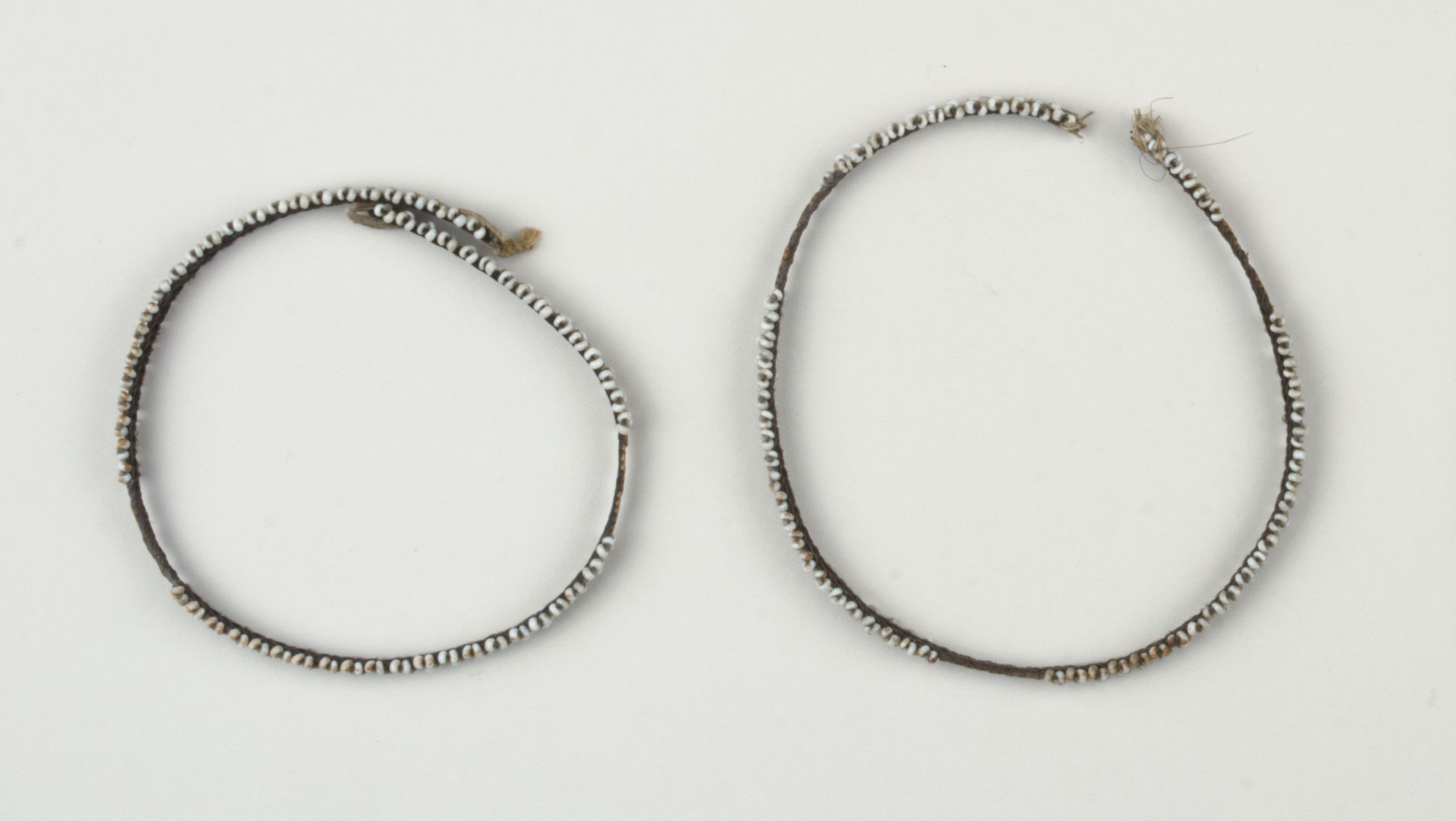 Top view without scale (c) Field Museum of Natural History - CC BY-NC 4.0