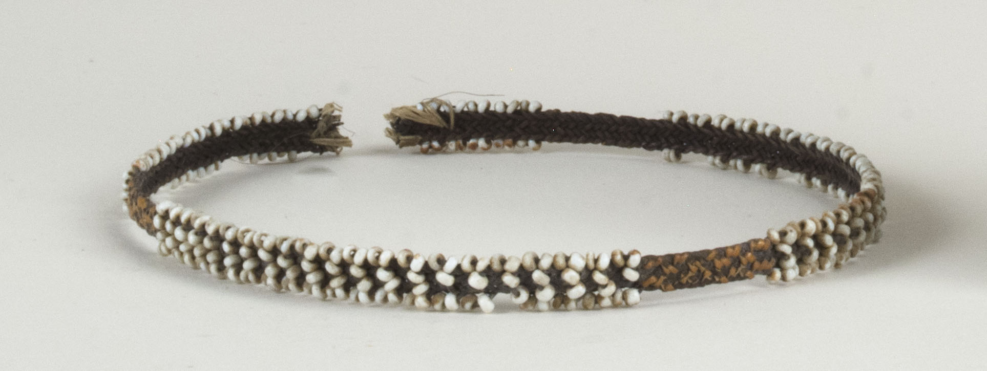 Front view without scale (c) Field Museum of Natural History - CC BY-NC 4.0