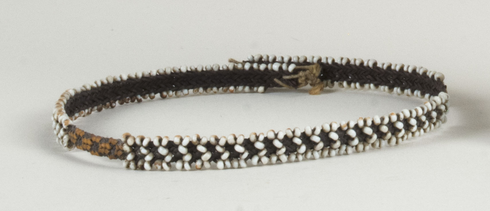 Front view without scale (c) Field Museum of Natural History - CC BY-NC 4.0