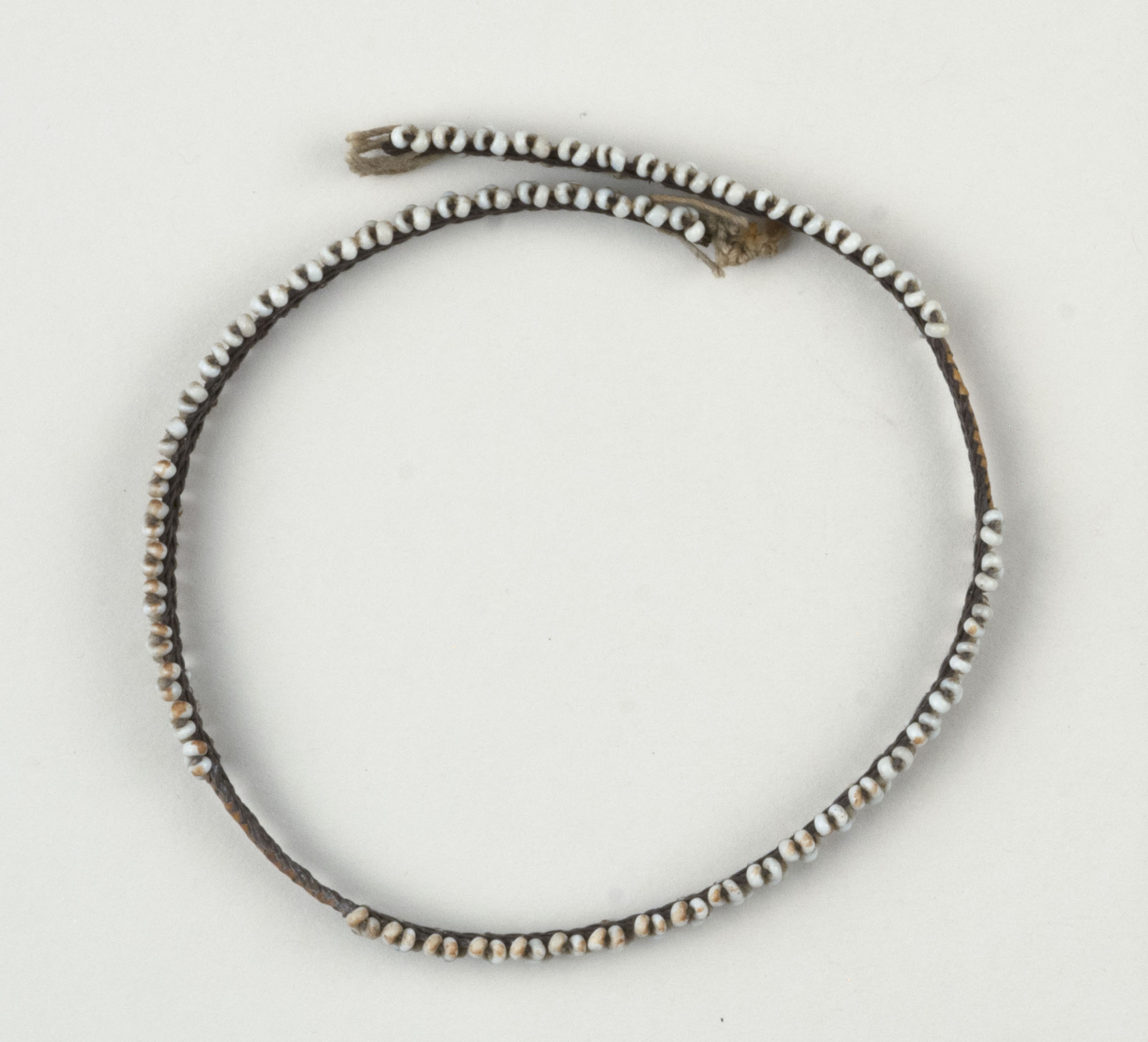 Top view without scale (c) Field Museum of Natural History - CC BY-NC 4.0