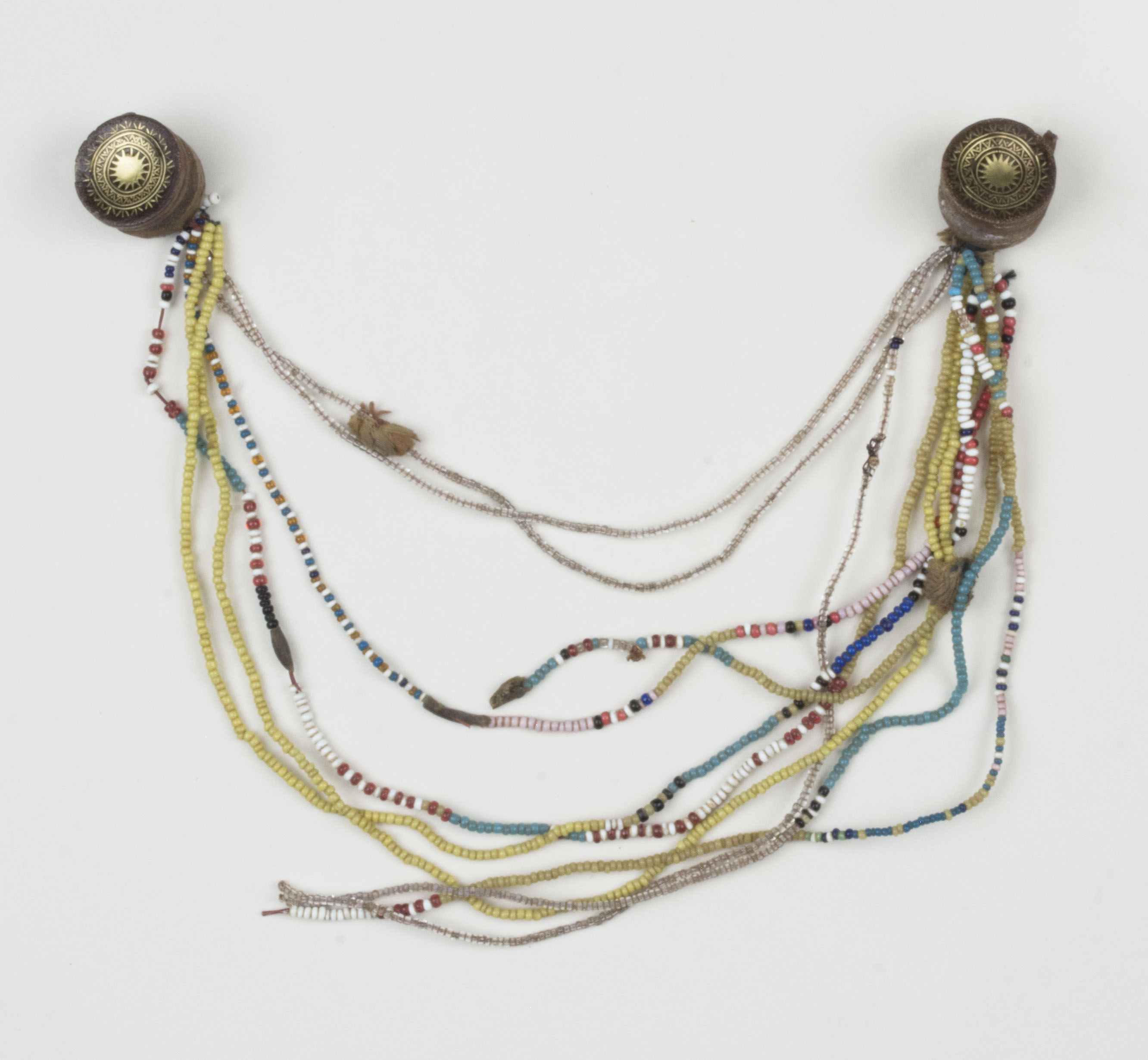 Top view without scale (c) Field Museum of Natural History - CC BY-NC 4.0