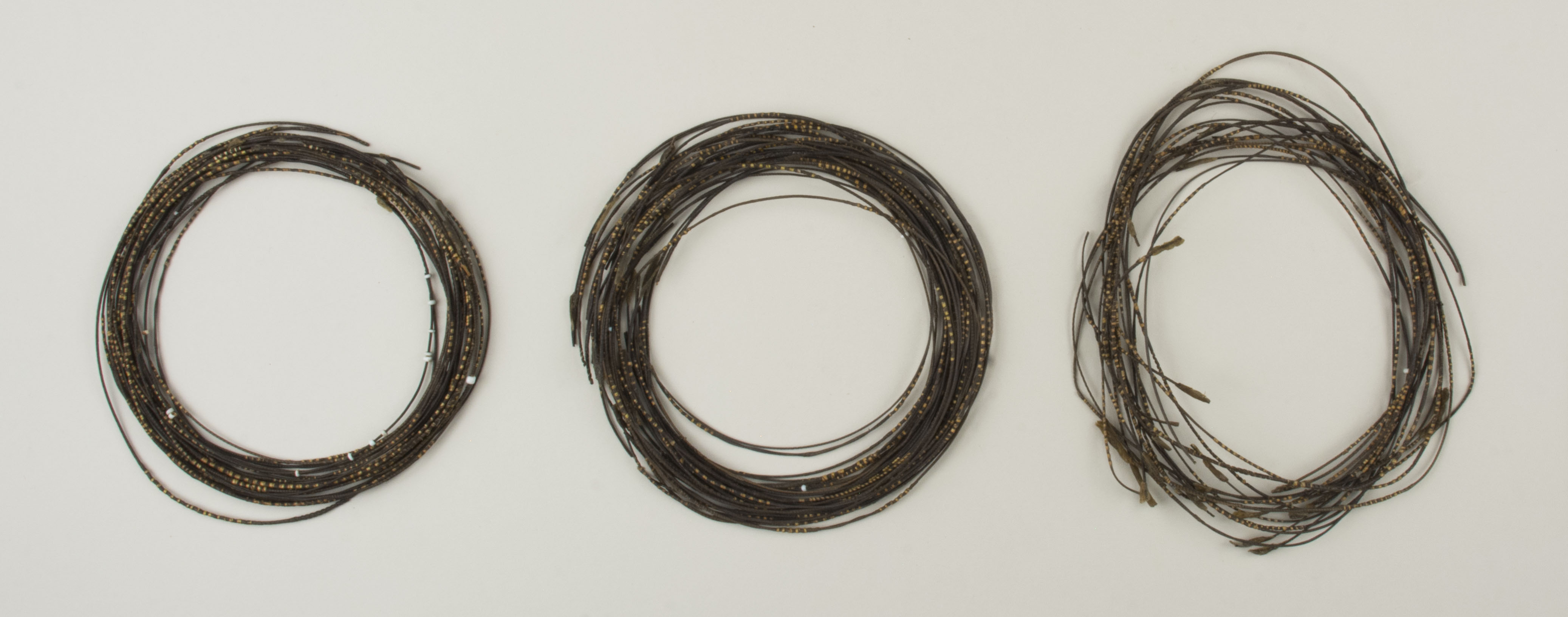 Top view without scale (c) Field Museum of Natural History - CC BY-NC 4.0