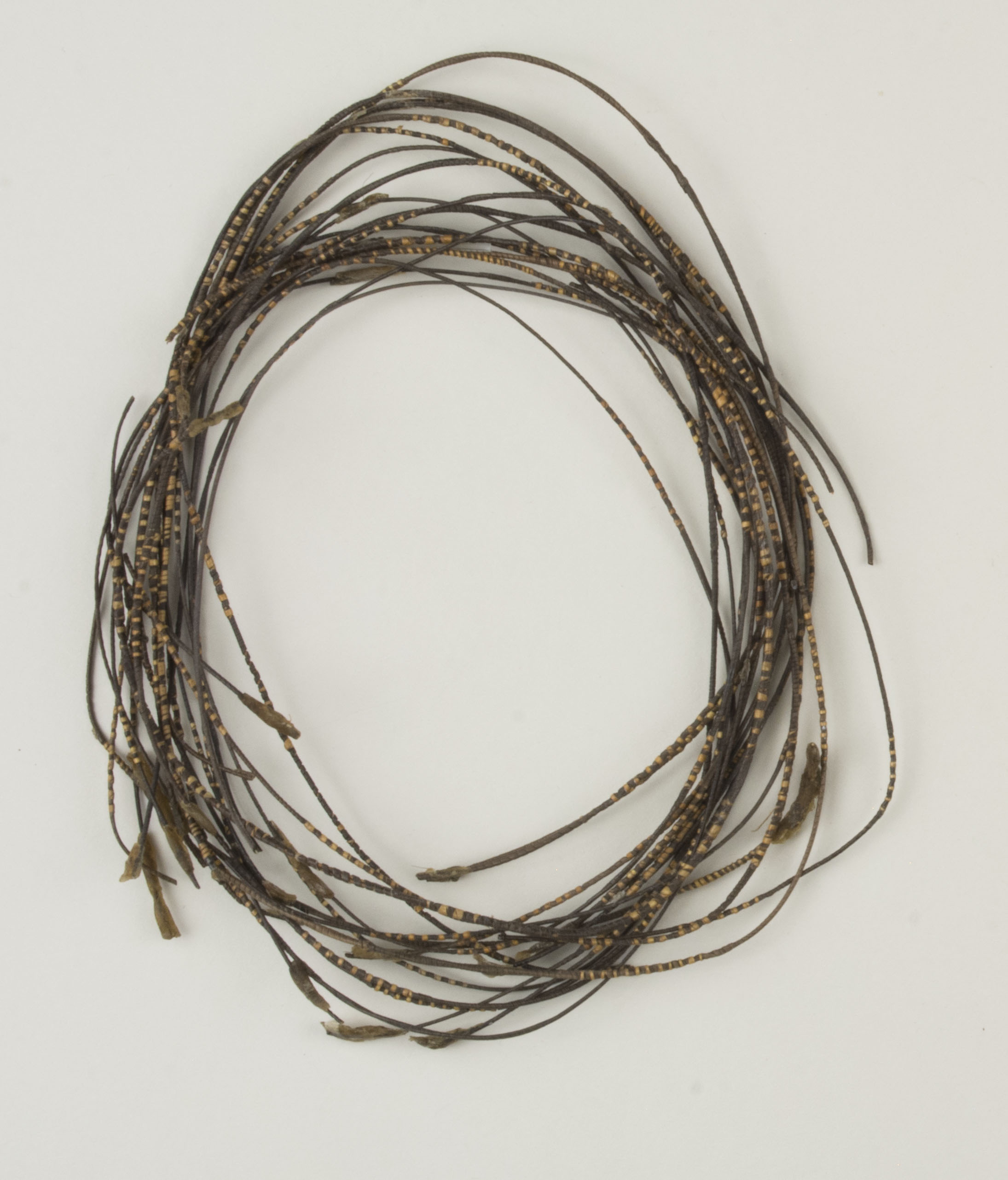 Top view without scale (c) Field Museum of Natural History - CC BY-NC 4.0