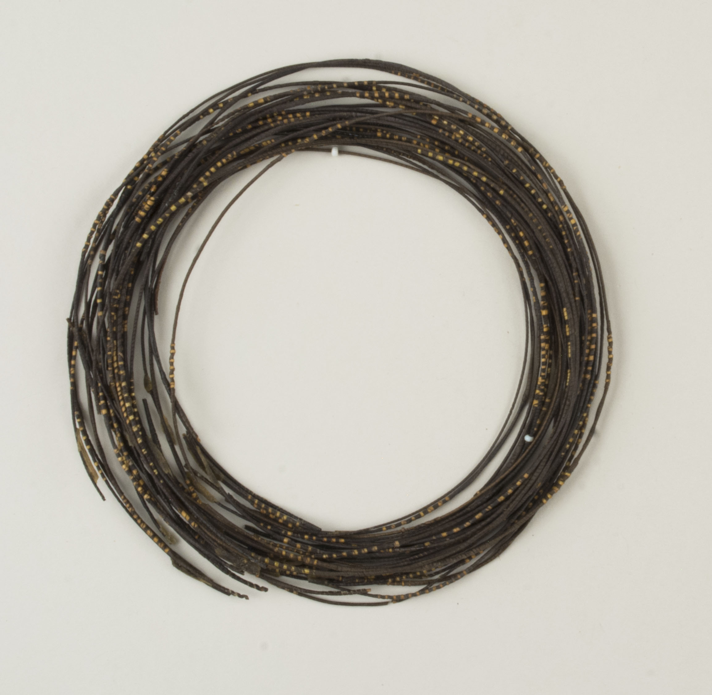 Top view without scale (c) Field Museum of Natural History - CC BY-NC 4.0