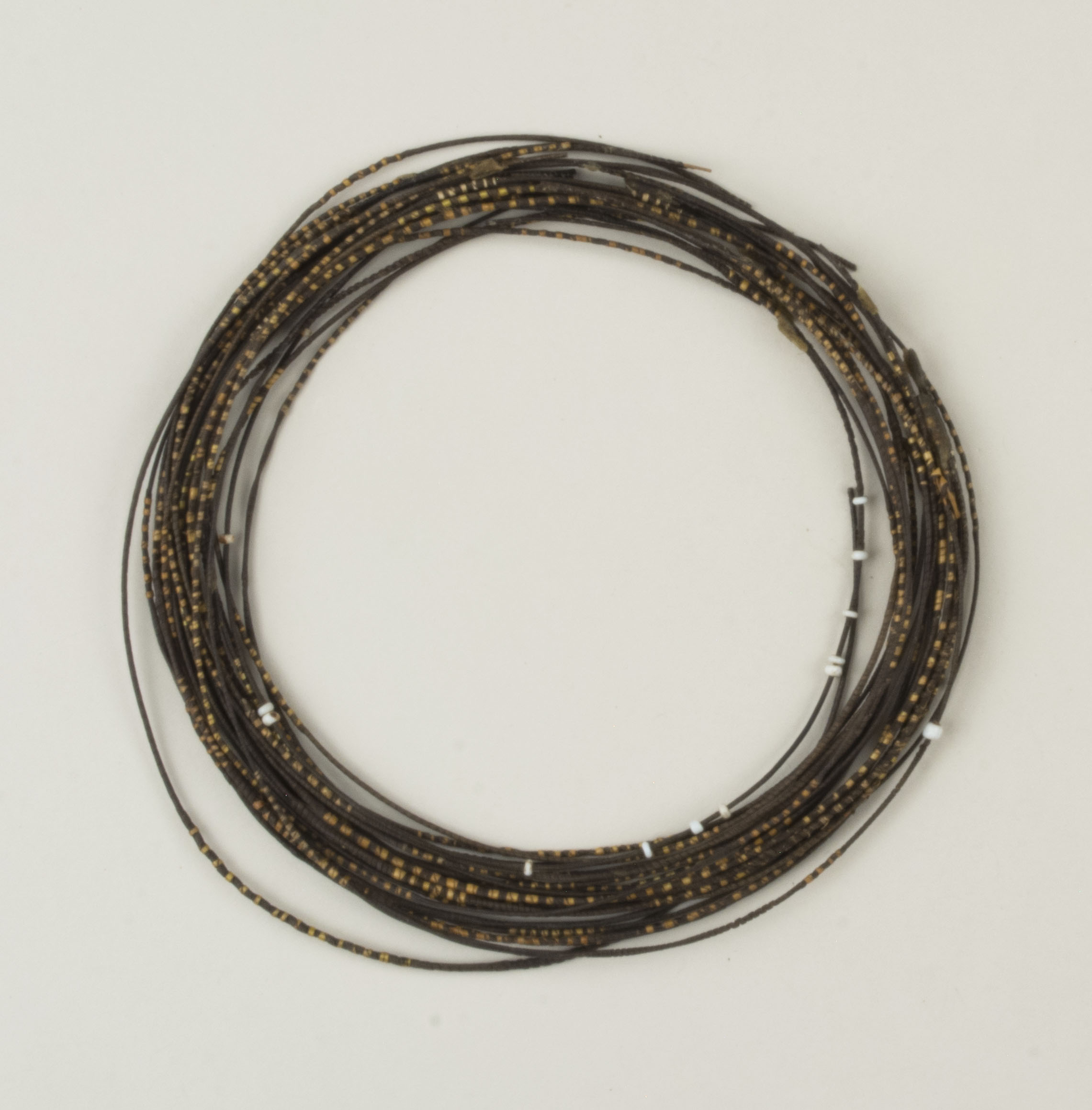 Top view without scale (c) Field Museum of Natural History - CC BY-NC 4.0