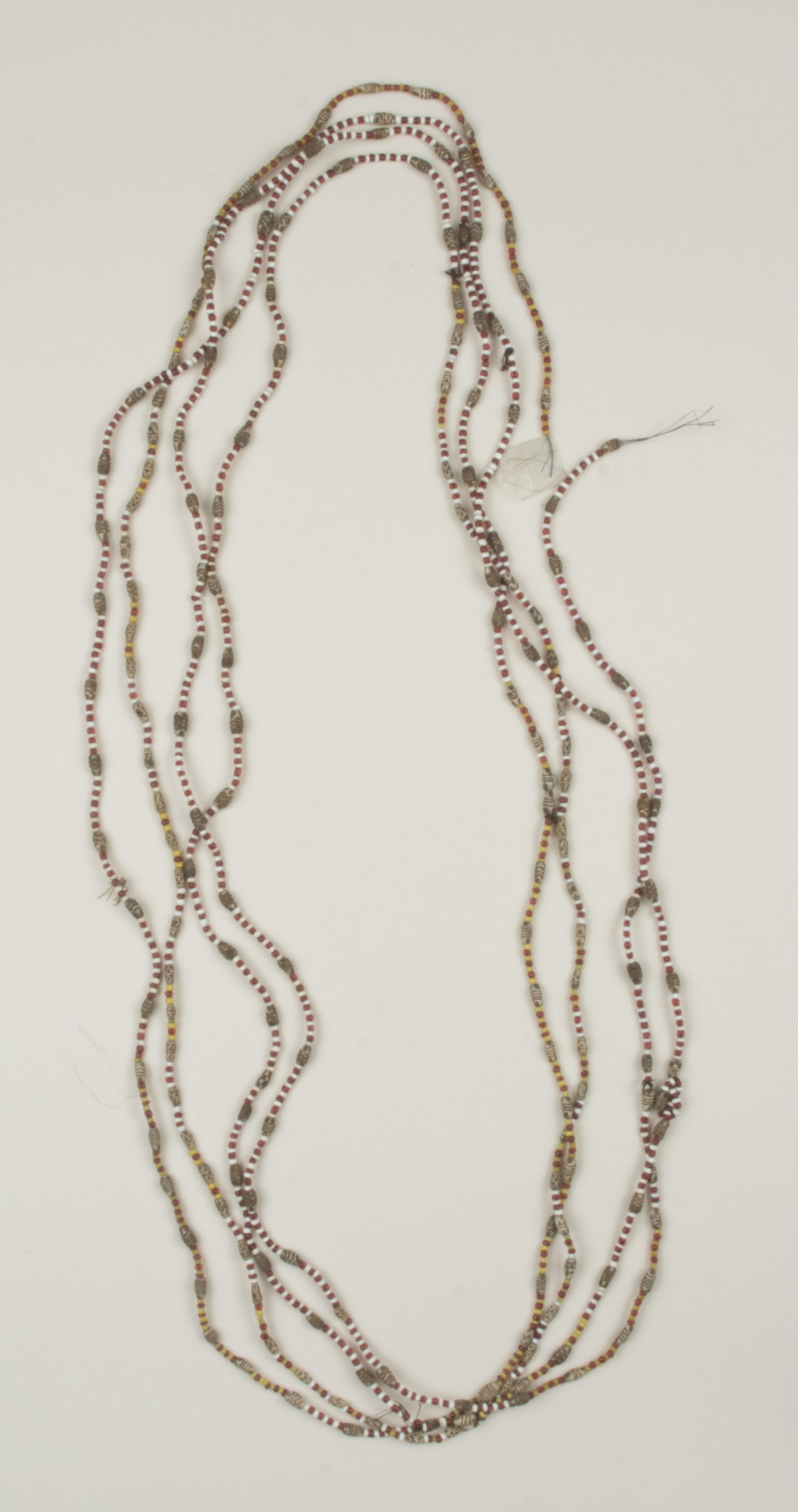 Top view without scale (c) Field Museum of Natural History - CC BY-NC 4.0