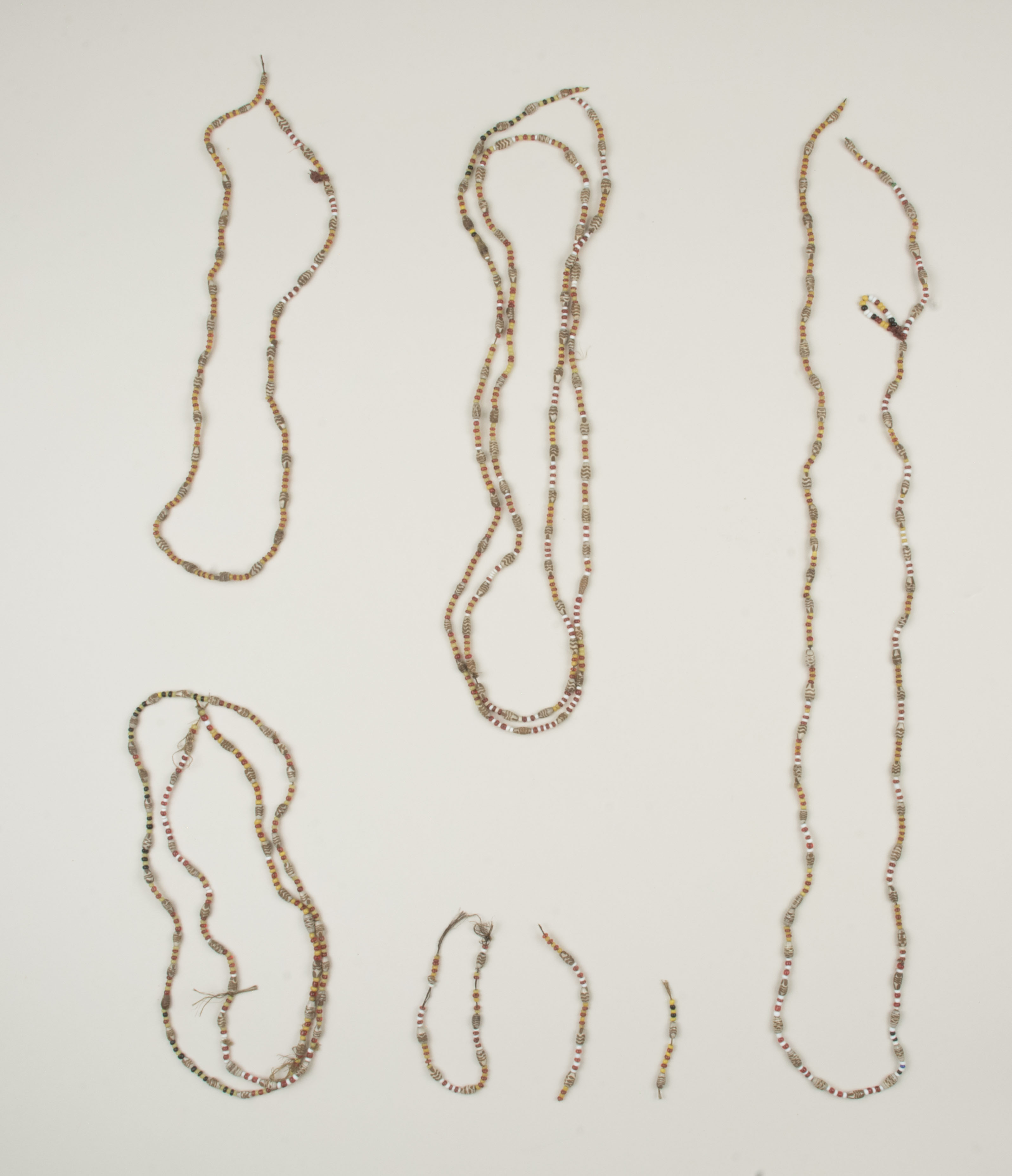 Top view without scale (c) Field Museum of Natural History - CC BY-NC 4.0