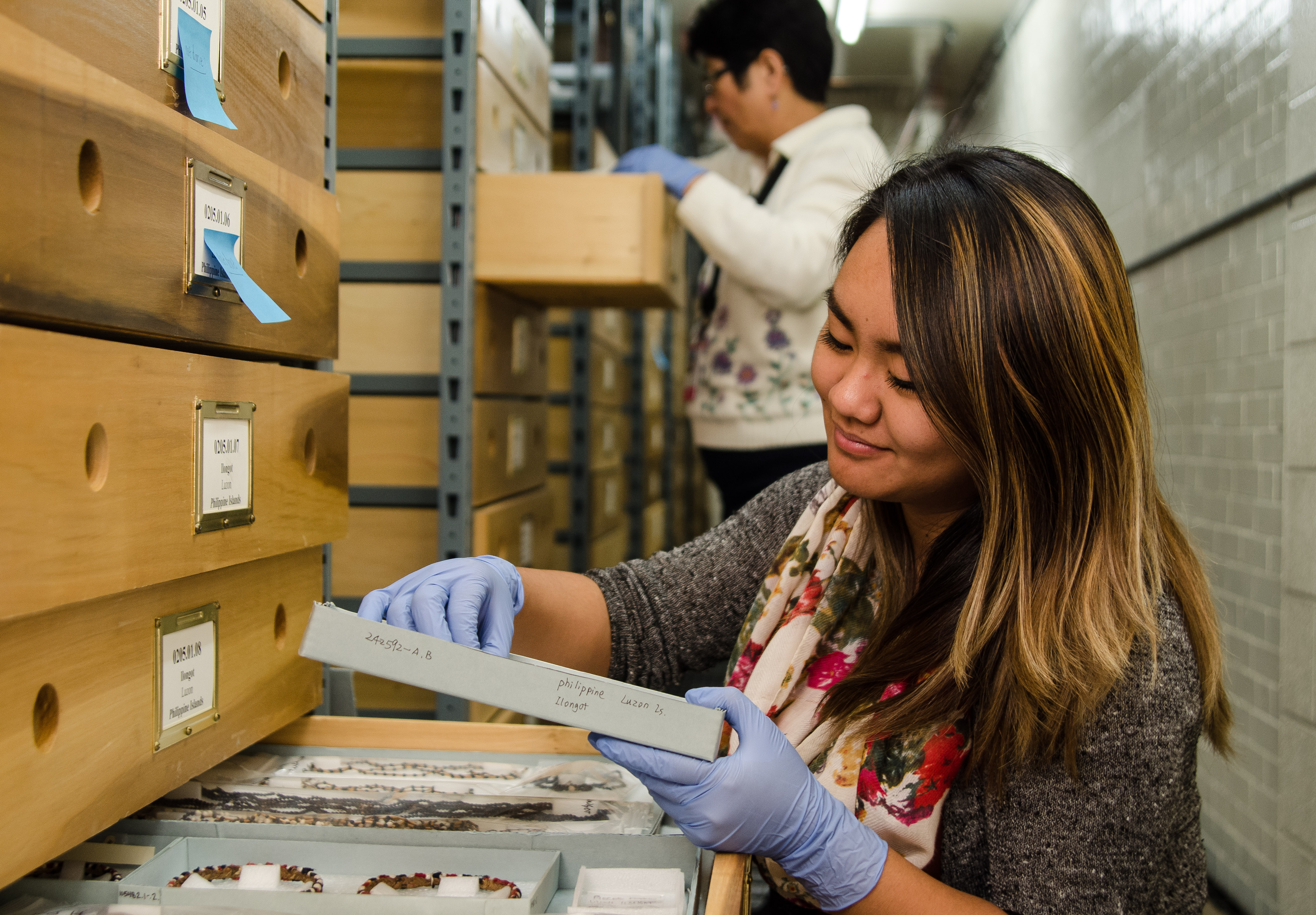 Image depicting volunteers Alpha Sadcopen and Etta McKenna working within CAS Mezzanine storeroom. Selected for use on the homepage of the Philippine Heritage Collections interactive web portal. (c) Field Museum of Natural History - CC BY-NC 4.0