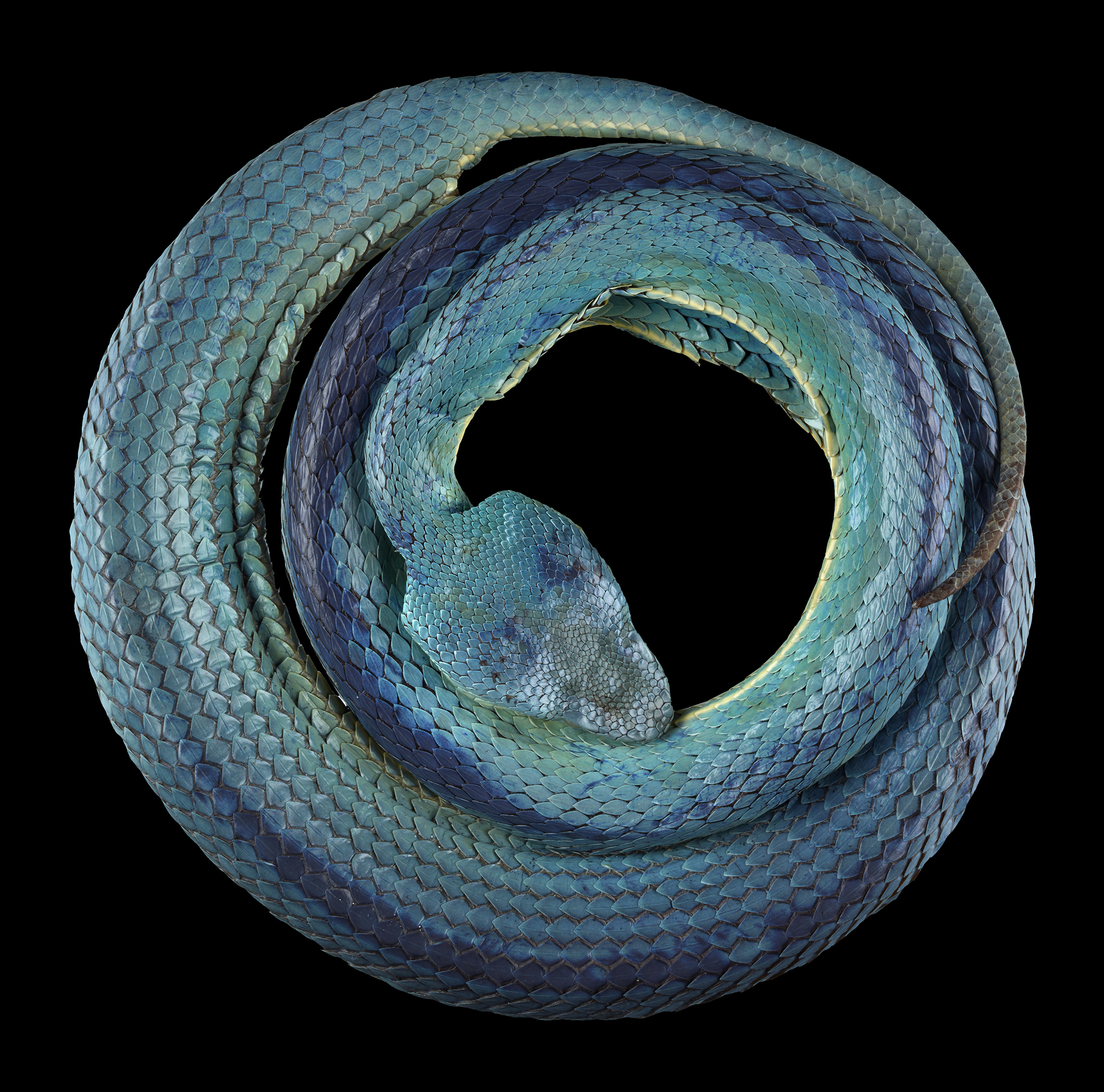 Trimeresurus vogeli