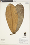 Couepia macrophylla image