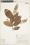 Hirtella angustifolia image