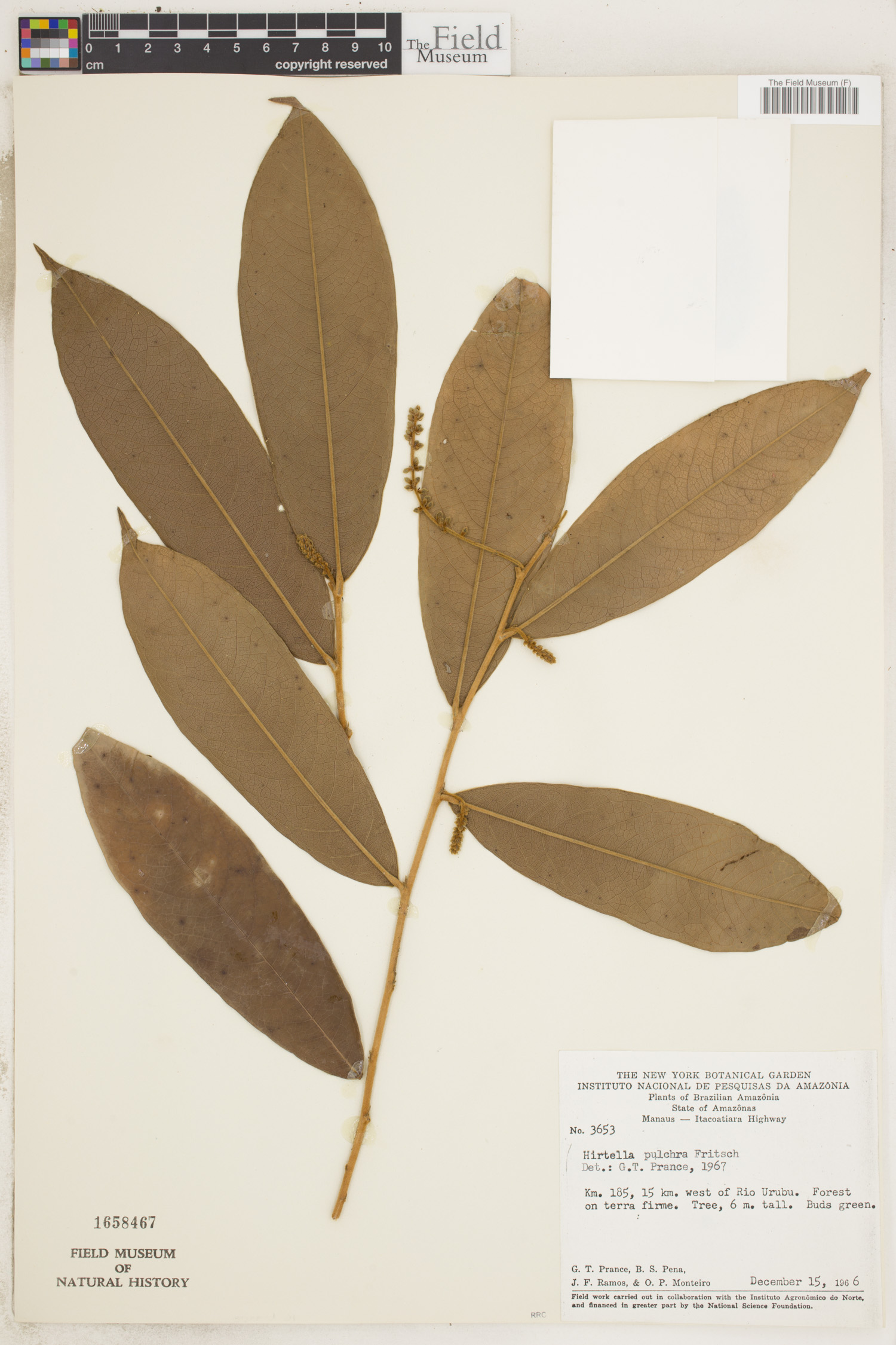 Hirtella burchellii image