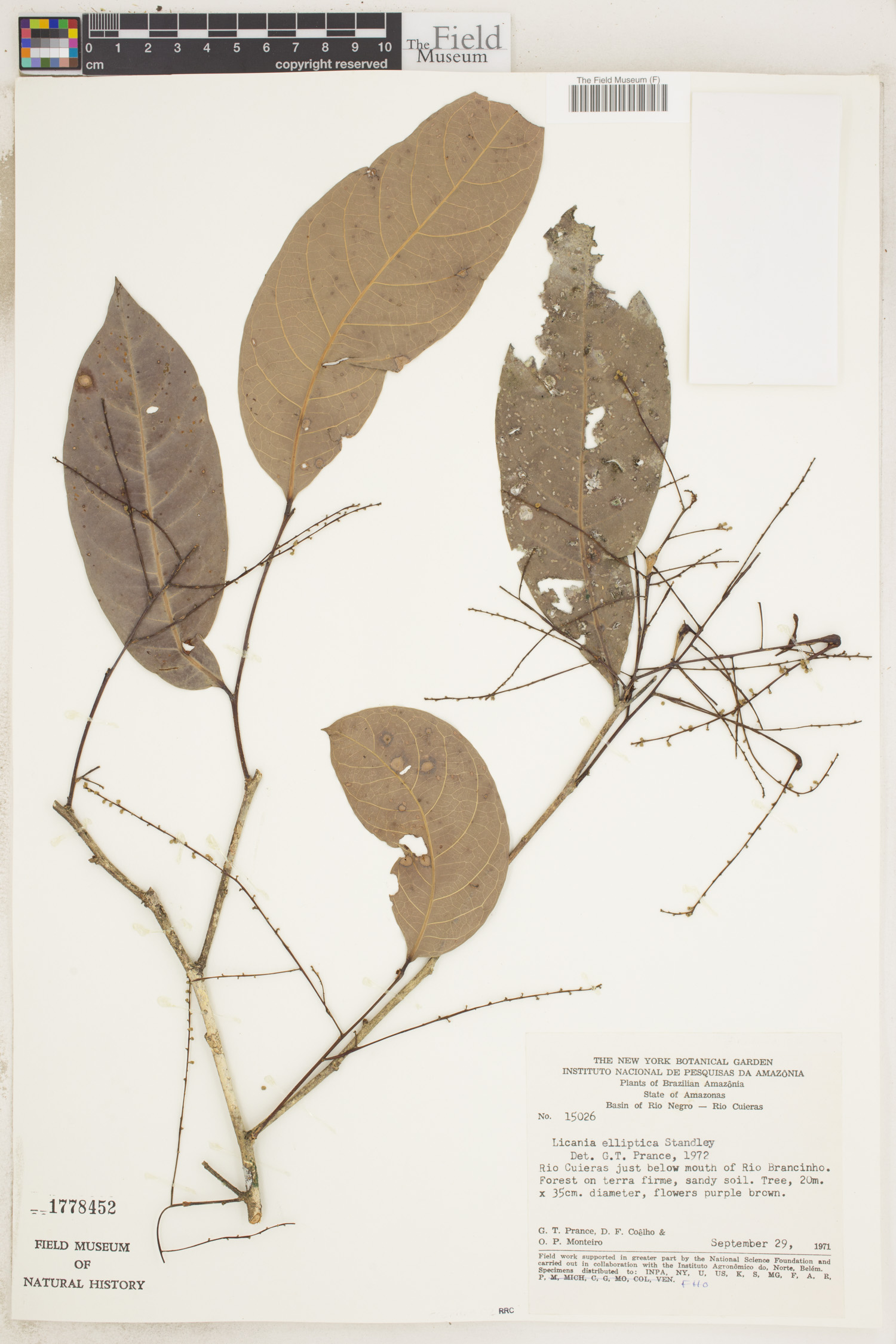 Licania elliptica image