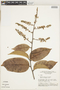 Licania unguiculata image