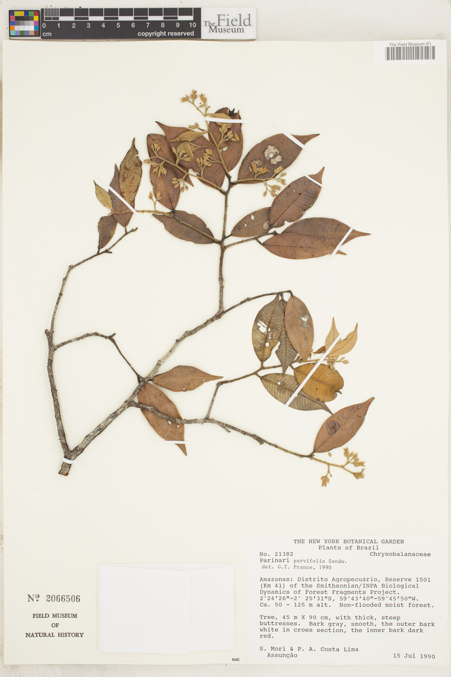 Parinari parvifolia image