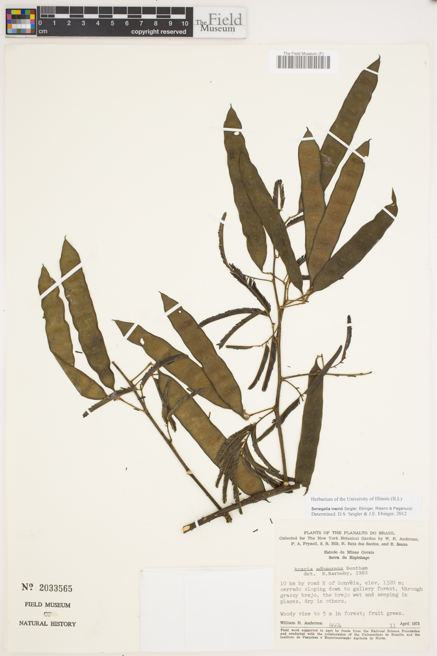 Senegalia irwinii image