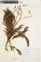 Senegalia lacerans image