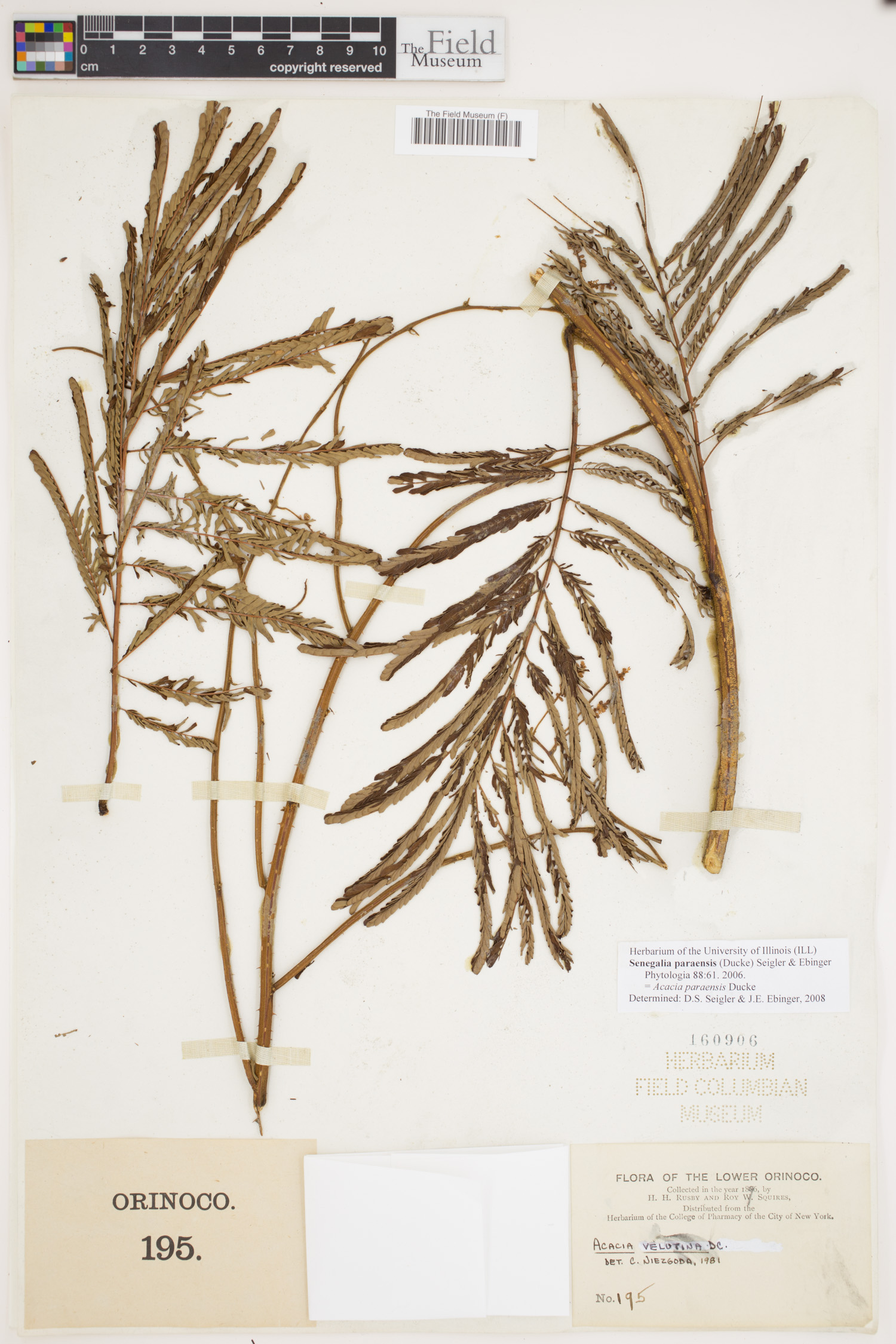 Senegalia paraensis image