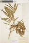 Senegalia paraensis image