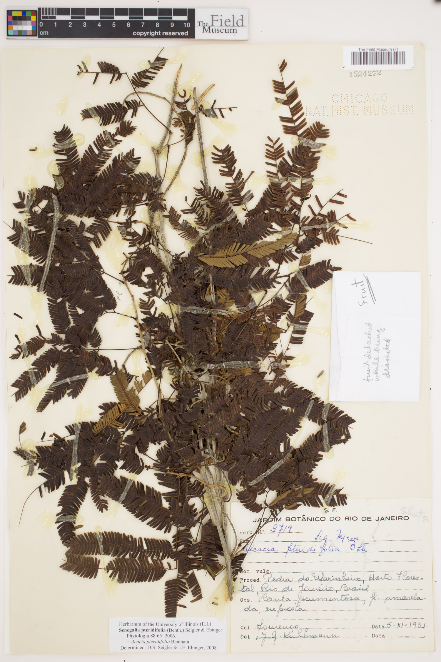 Senegalia pteridifolia image