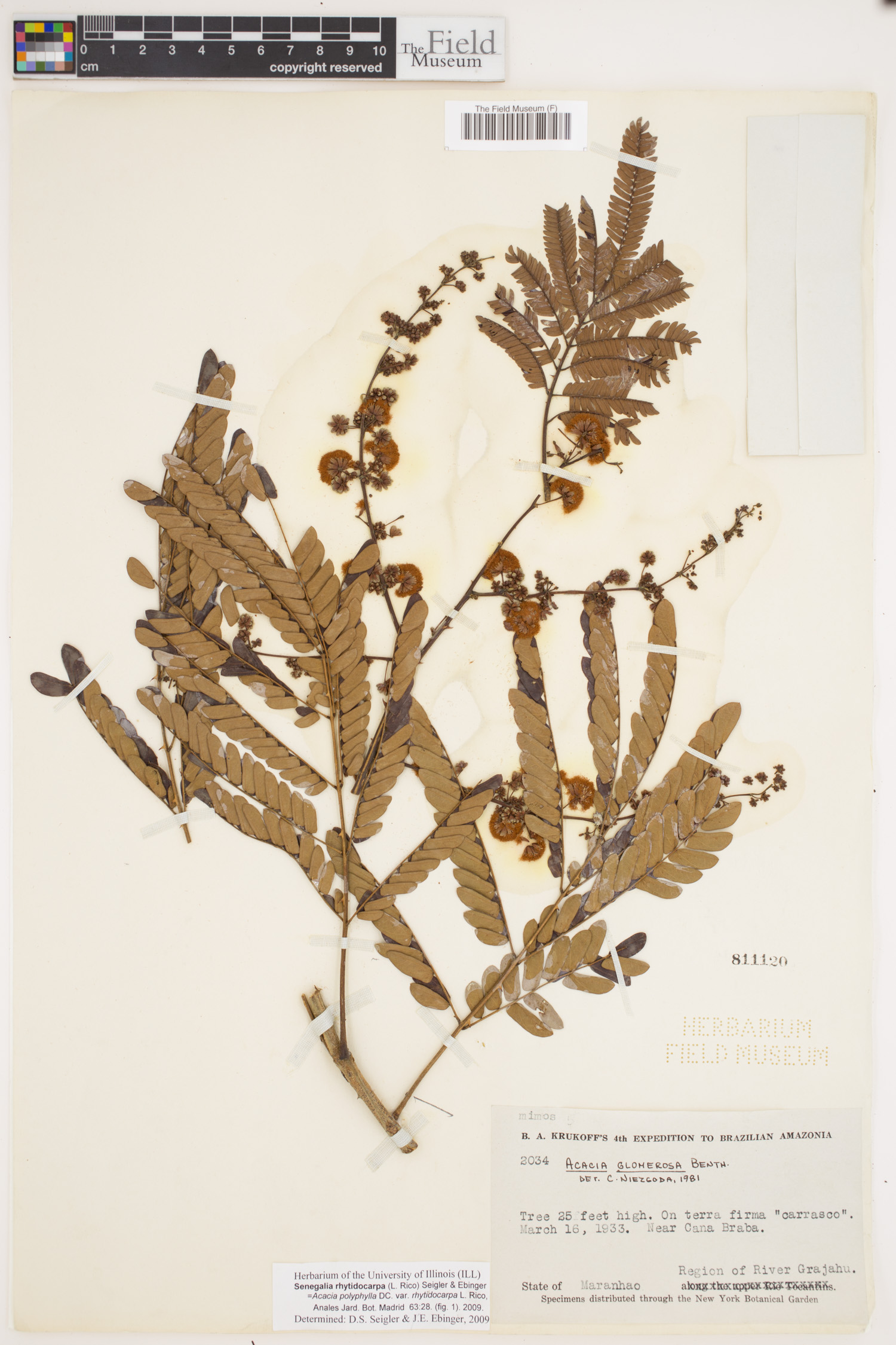 Senegalia rhytidocarpa image