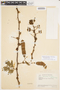 Senegalia tamarindifolia image