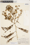 Senegalia tubulifera image