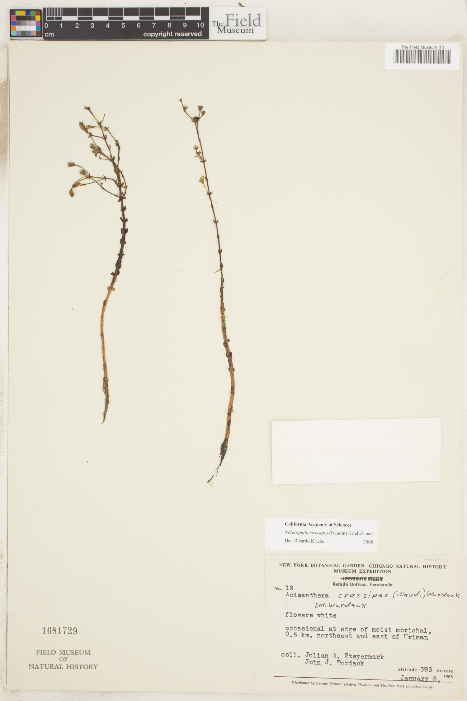 Acisanthera crassipes image