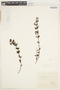 Acisanthera alsinaefolia image