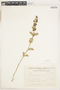 Acisanthera alsinaefolia image