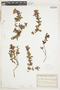 Acisanthera paraguayensis image
