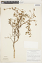 Rostranthera tetraptera image