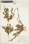 Rostranthera tetraptera image