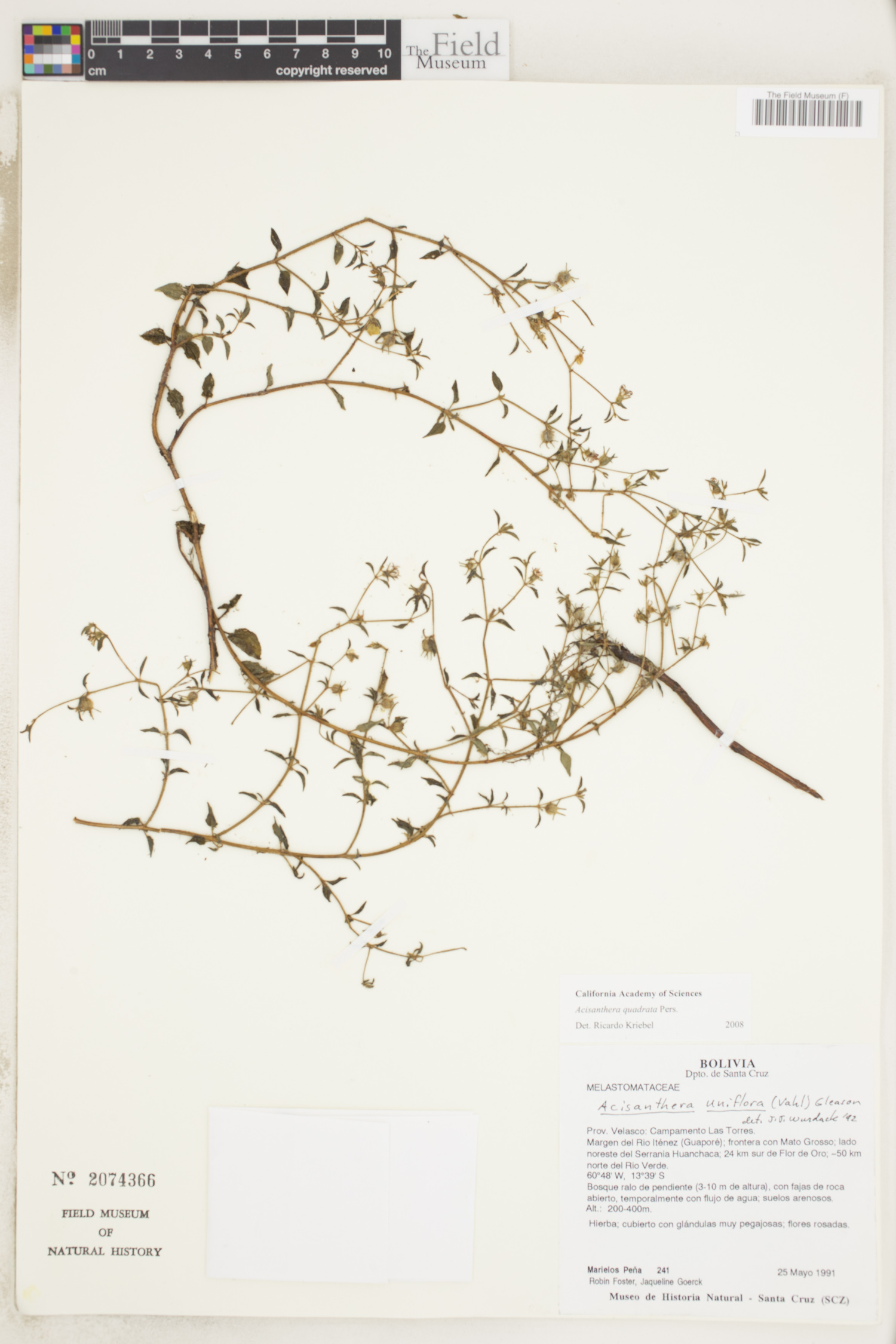 Acisanthera quadrata image