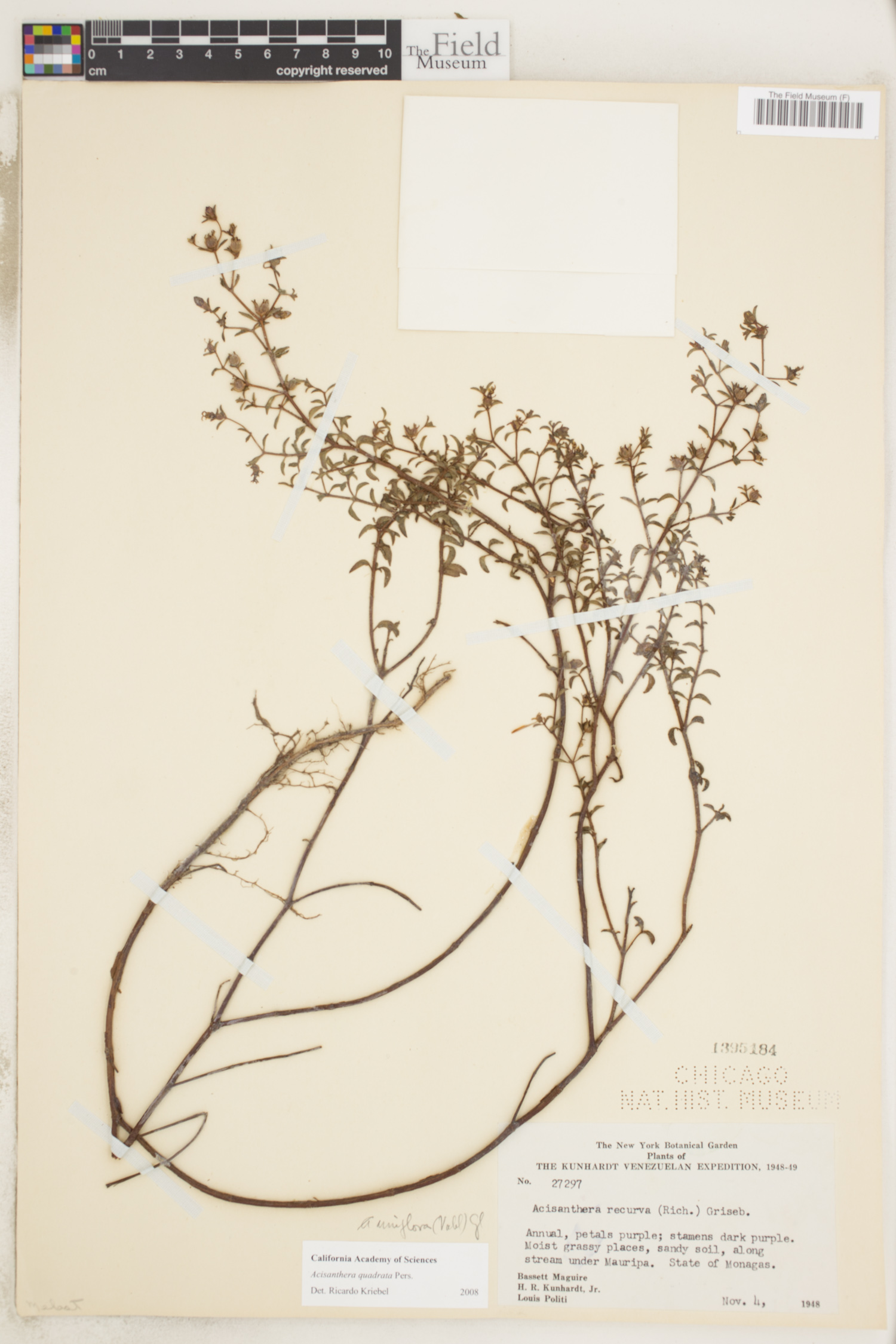 Acisanthera image