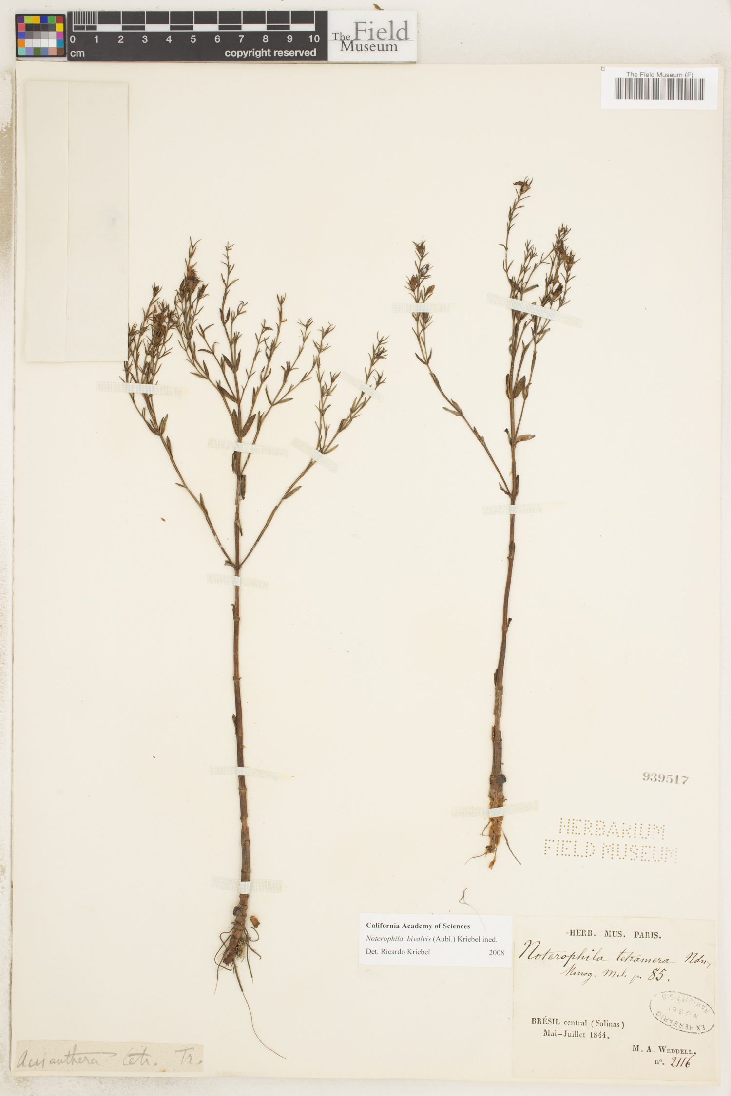 Acisanthera bivalvis image