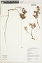 Comolia villosa image