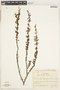 Fritzschia stenodon image