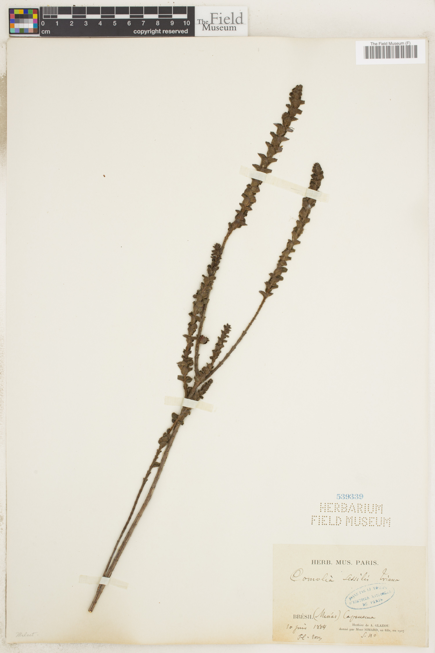 Fritzschia sessilis image